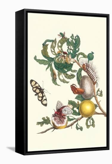 Fruiting Guava and Stinging Caterpillar-Maria Sibylla Merian-Framed Stretched Canvas