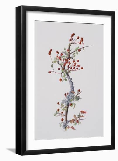 Fruiting Hawthorn, 1996-Rebecca John-Framed Giclee Print