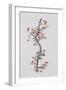 Fruiting Hawthorn, 1996-Rebecca John-Framed Giclee Print