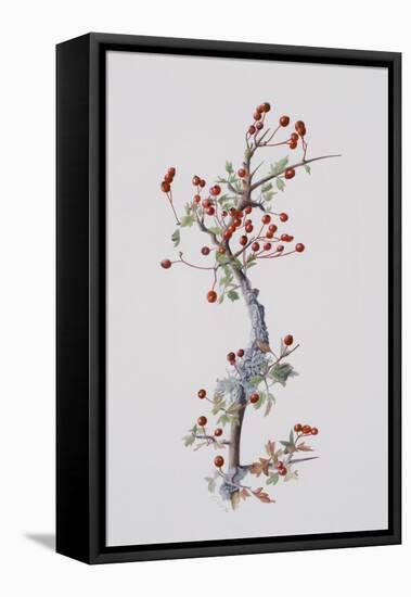 Fruiting Hawthorn, 1996-Rebecca John-Framed Stretched Canvas