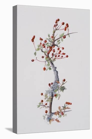 Fruiting Hawthorn, 1996-Rebecca John-Stretched Canvas