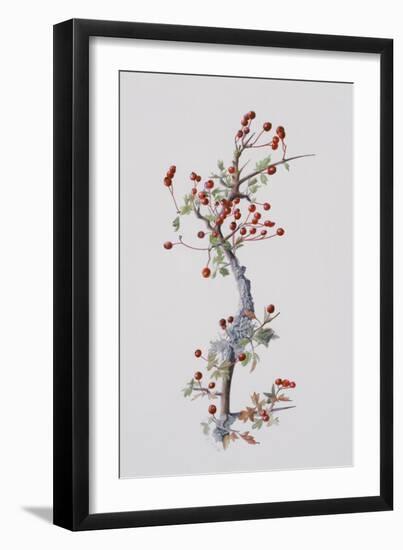 Fruiting Hawthorn, 1996-Rebecca John-Framed Giclee Print