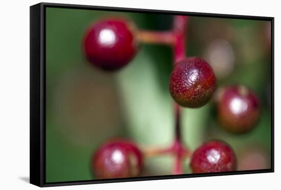 Fruits - Alder Buckthorn-P-Eggermann-Framed Stretched Canvas