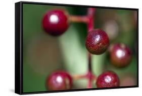 Fruits - Alder Buckthorn-P-Eggermann-Framed Stretched Canvas