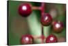 Fruits - Alder Buckthorn-P-Eggermann-Stretched Canvas