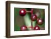 Fruits - Alder Buckthorn-P-Eggermann-Framed Photographic Print