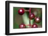 Fruits - Alder Buckthorn-P-Eggermann-Framed Photographic Print