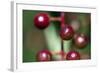 Fruits - Alder Buckthorn-P-Eggermann-Framed Photographic Print