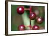 Fruits - Alder Buckthorn-P-Eggermann-Framed Photographic Print
