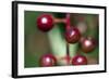 Fruits - Alder Buckthorn-P-Eggermann-Framed Photographic Print