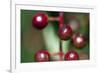 Fruits - Alder Buckthorn-P-Eggermann-Framed Photographic Print