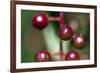 Fruits - Alder Buckthorn-P-Eggermann-Framed Photographic Print