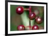 Fruits - Alder Buckthorn-P-Eggermann-Framed Photographic Print