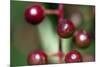 Fruits - Alder Buckthorn-P-Eggermann-Mounted Photographic Print