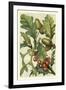 Fruits and Foliage II-Vision Studio-Framed Art Print