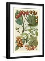 Fruits and Foliage IV-Vision Studio-Framed Art Print