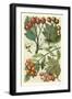 Fruits and Foliage IV-Vision Studio-Framed Art Print