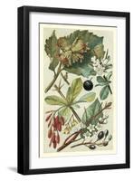 Fruits and Foliage V-Vision Studio-Framed Art Print