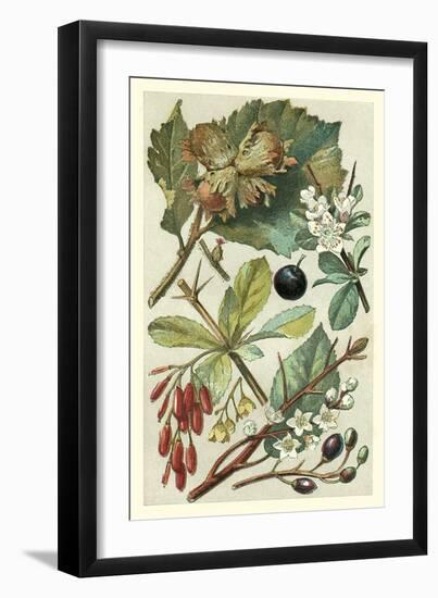 Fruits and Foliage V-Vision Studio-Framed Art Print