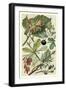 Fruits and Foliage V-Vision Studio-Framed Art Print