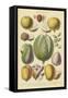 Fruits and Nuts II-Vision Studio-Framed Stretched Canvas