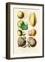 Fruits and Nuts. Mammee, Pawpaw, Soursop, Negro Peach, Granadilla, Brazil Nut, Zabucajo-William Rhind-Framed Art Print