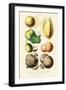 Fruits and Nuts. Mammee, Pawpaw, Soursop, Negro Peach, Granadilla, Brazil Nut, Zabucajo-William Rhind-Framed Art Print