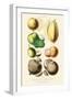 Fruits and Nuts. Mammee, Pawpaw, Soursop, Negro Peach, Granadilla, Brazil Nut, Zabucajo-William Rhind-Framed Art Print