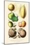Fruits and Nuts. Mammee, Pawpaw, Soursop, Negro Peach, Granadilla, Brazil Nut, Zabucajo-William Rhind-Mounted Art Print