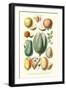 Fruits and Nuts-William Rhind-Framed Art Print