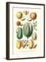 Fruits and Nuts-William Rhind-Framed Art Print