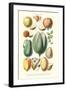 Fruits and Nuts-William Rhind-Framed Art Print