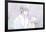 Fruits Basket - Yuki Soma-Trends International-Framed Poster