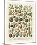 Fruits I-Adolphe Millot-Mounted Art Print