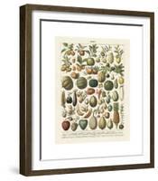 Fruits I-Adolphe Millot-Framed Giclee Print