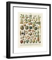 Fruits I-Adolphe Millot-Framed Giclee Print