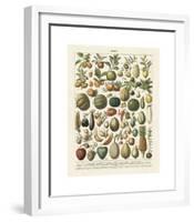 Fruits I-Adolphe Millot-Framed Giclee Print