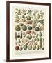 Fruits I-Adolphe Millot-Framed Giclee Print