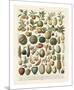 Fruits I-Adolphe Millot-Mounted Giclee Print