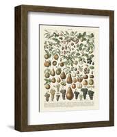 Fruits II-Adolphe Millot-Framed Art Print