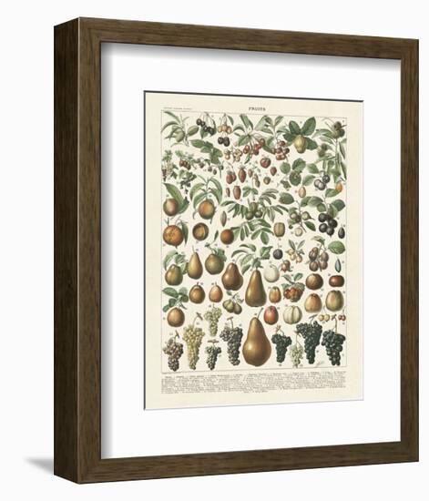 Fruits II-Adolphe Millot-Framed Art Print