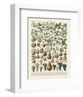 Fruits II-Adolphe Millot-Framed Art Print