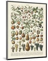 Fruits II-Adolphe Millot-Mounted Art Print