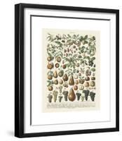 Fruits II-Adolphe Millot-Framed Giclee Print