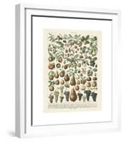 Fruits II-Adolphe Millot-Framed Giclee Print