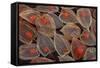 Fruits of a Chinese Lantern Plant-Darrell Gulin-Framed Stretched Canvas