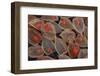 Fruits of a Chinese Lantern Plant-Darrell Gulin-Framed Photographic Print