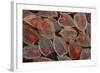 Fruits of a Chinese Lantern Plant-Darrell Gulin-Framed Photographic Print