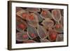 Fruits of a Chinese Lantern Plant-Darrell Gulin-Framed Photographic Print