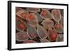 Fruits of a Chinese Lantern Plant-Darrell Gulin-Framed Photographic Print